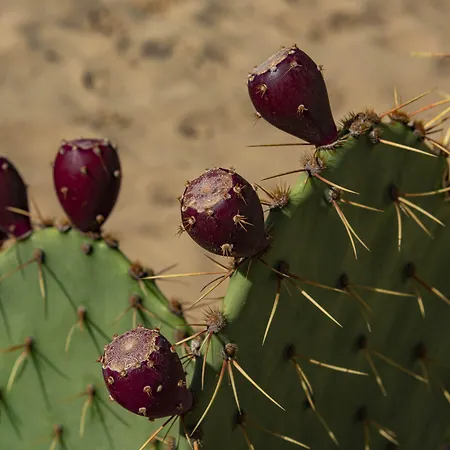 Апартамент менада дюн резиденс