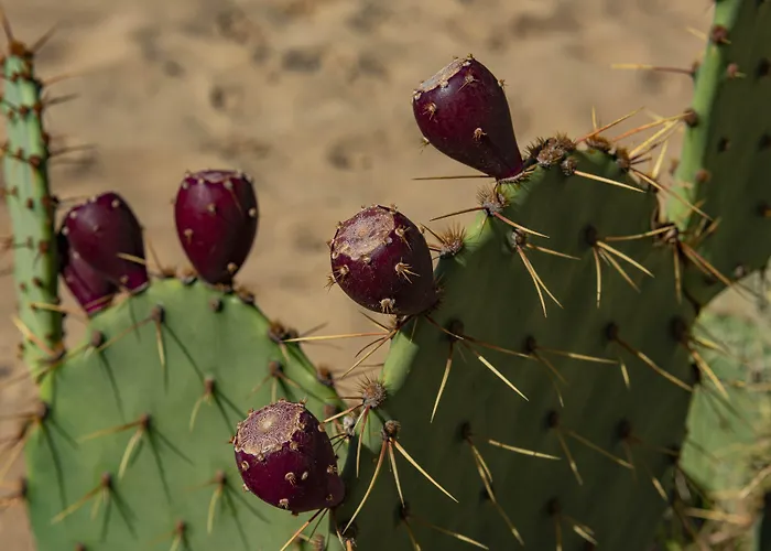 Apartament Menada Dune